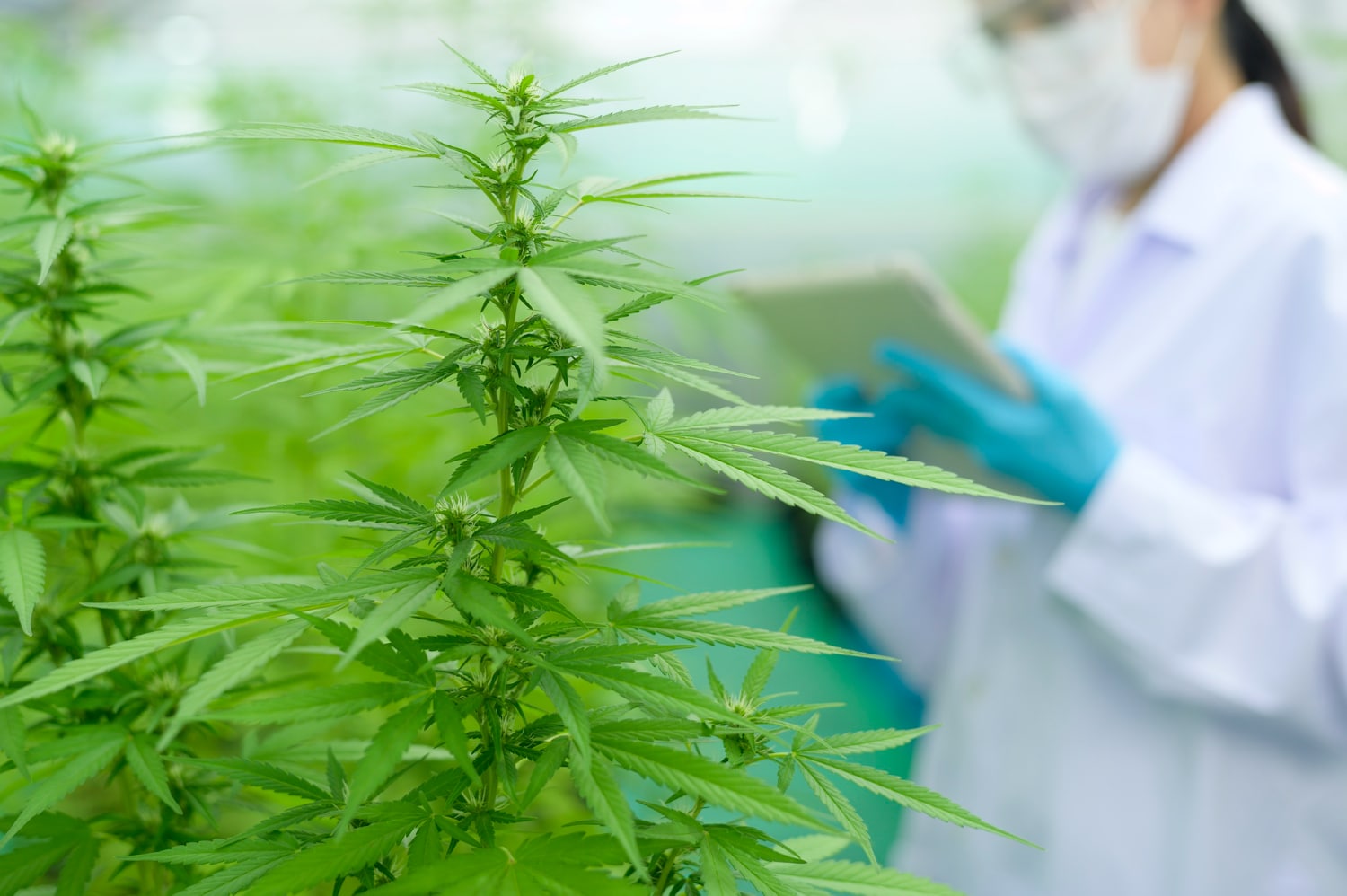 Picture of Marijuana Plant with Doctor Inspecting It